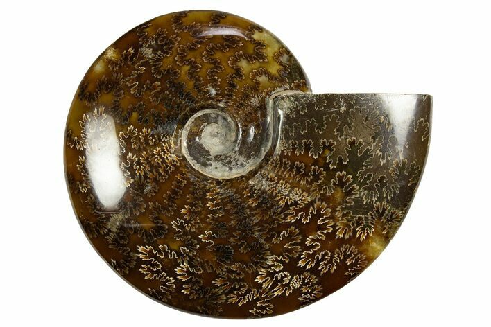 Polished, Agatized Ammonite (Cleoniceras) - Madagascar #327697